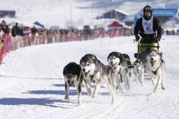 Lenk 2013